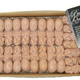 Image for article titled Worst State Fair Ever Has Squishy Fetus Toys for Unsuspecting Kids